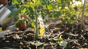 Le mildiou des tomates se combat maintenant, et ce n’est pas une question de traitement