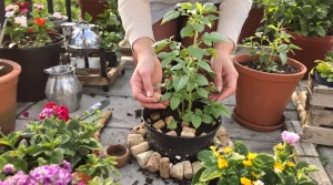 Mettez ces objets dans votre jardin au lieu de les jeter : vos plantes poussent bien mieux