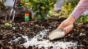 Où mettre la cendre de bois en avril pour corriger un sol acide sans déséquilibrer votre jardin