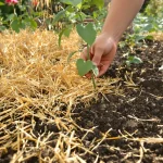 Potager : le geste de printemps que les maraîchers font en avril pour sauver vos récoltes d’été