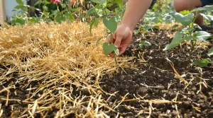 Potager : le geste de printemps que les maraîchers font en avril pour sauver vos récoltes d’été