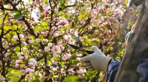 Tailler ses arbres fruitiers ou ornementaux : voici jusqu’à quand le faire sans se tromper
